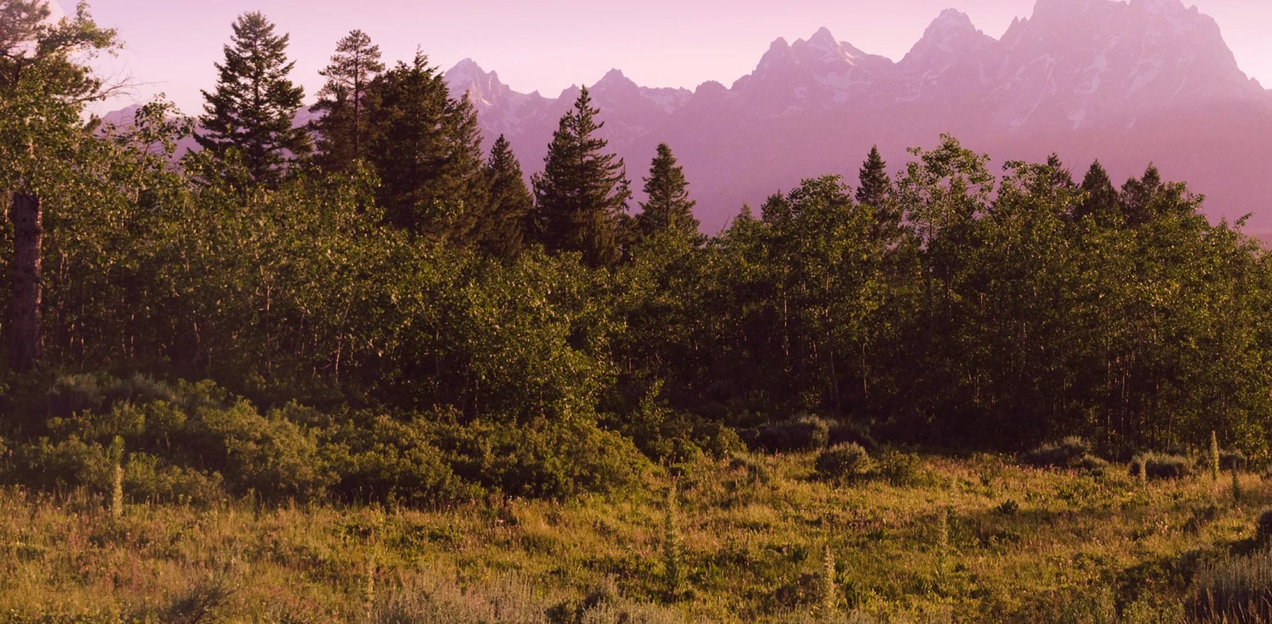 Meadow below the Tetons