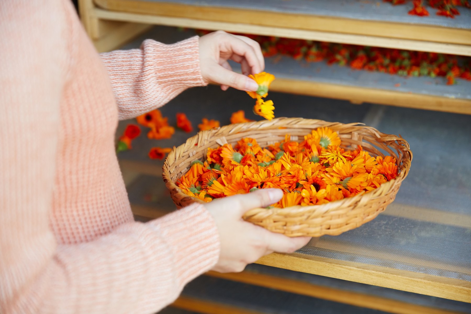 Calendula into the basket