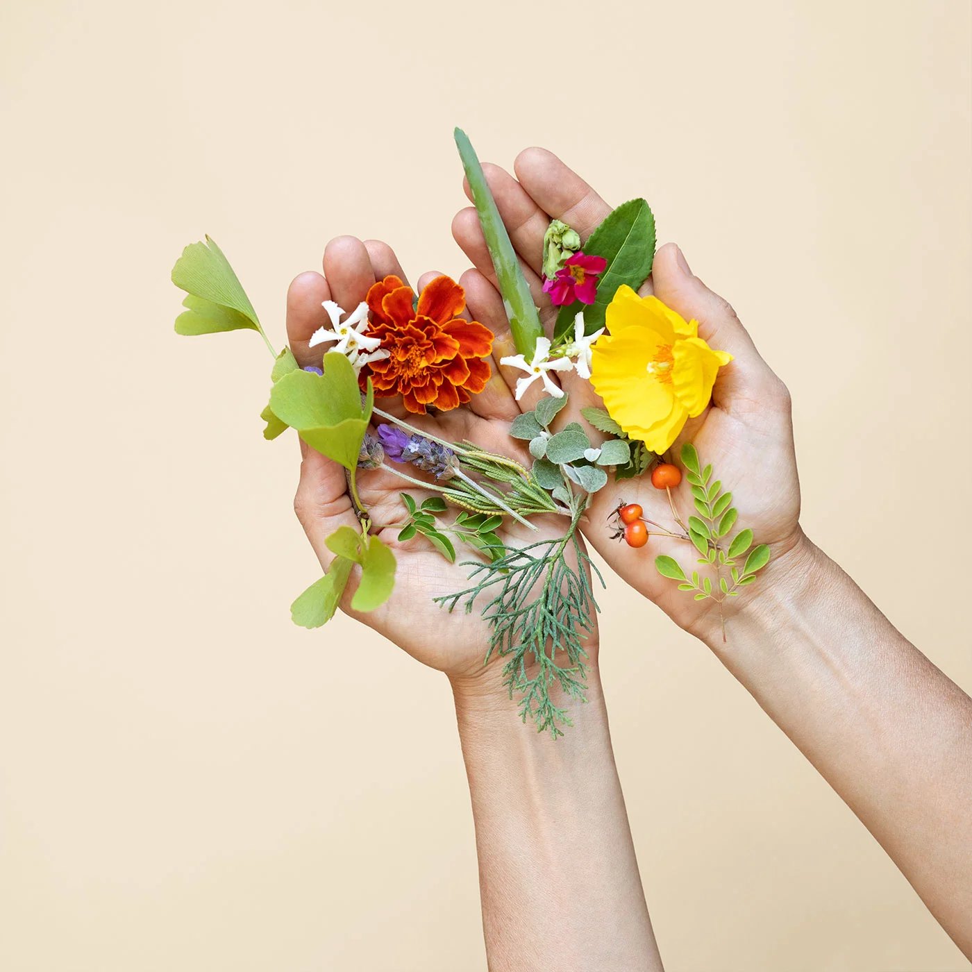 Hands holding fresh flowers herbs and berries against beige.